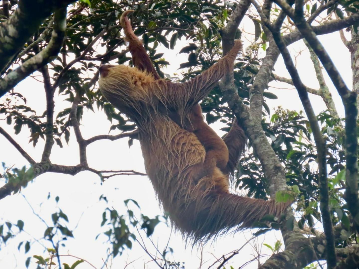Monteverde Magic Mountain Kültér fotó